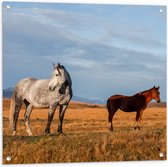 Tuinposter – Paarden in Weiland - 80x80 cm Foto op Tuinposter (wanddecoratie voor buiten en binnen)