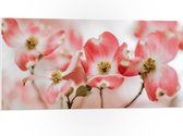 PVC Schuimplaat - Bloemen - Takken - Roze - 100x50 cm Foto op PVC Schuimplaat (Met Ophangsysteem)