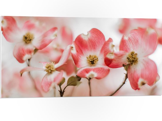 PVC Schuimplaat - Bloemen - Takken - Roze - 100x50 cm Foto op PVC Schuimplaat (Met Ophangsysteem)