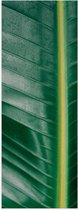 Poster Glanzend – Planten - Bladeren - Natuur - Groen - 20x60 cm Foto op Posterpapier met Glanzende Afwerking