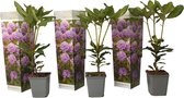 Plant in a Box - Rhododendron Catawbiense purple - paarse Rhodo - Winterharde planten - Paars - Pot 9cm - Hoogte 25-40cm