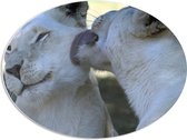 PVC Schuimplaat Ovaal - Liefdevol Duo Witte Leeuwen - 68x51 cm Foto op Ovaal (Met Ophangsysteem)