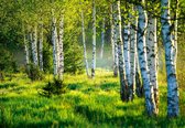 Fotobehang - Vlies Behang - Groen Berkenbos - Berkenbomen - 416 x 254 cm