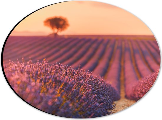 Dibond Ovaal - Oranje Gloed van de Zon over Rijen Lavendelbloemen - 28x21 cm Foto op Ovaal (Met Ophangsysteem)