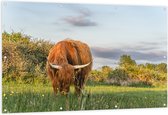 Tuinposter – Schotse Hooglander Grazend in de Wei - 150x100 cm Foto op Tuinposter (wanddecoratie voor buiten en binnen)