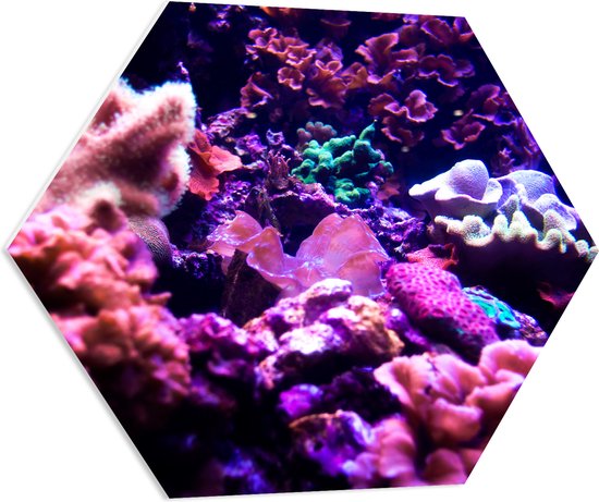 PVC Schuimplaat Hexagon - Koraal - Onderwaterleven - Dier - Zee - Oceaan - Kleuren - 70x60.9 cm Foto op Hexagon (Met Ophangsysteem)