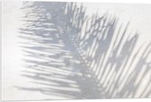 Acrylglas - Schaduw van Varen Plant op Wit Oppervlak - 105x70 cm Foto op Acrylglas (Met Ophangsysteem)
