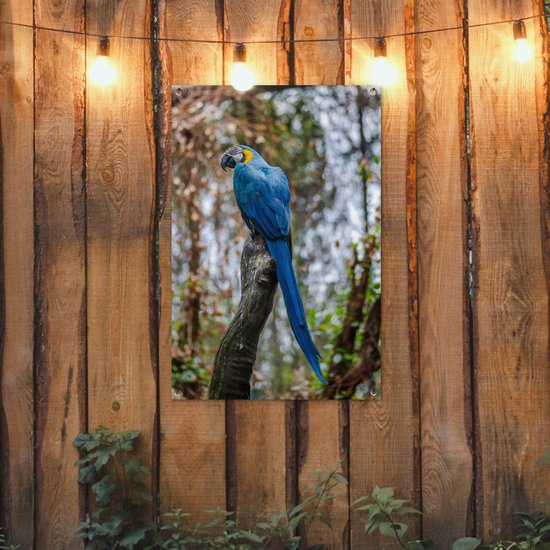 Tuinposter 60x90 cm - Tuindecoratie Vogel - Papegaai - Blauw - Poster voor in de tuin - Buiten decoratie - Schutting tuinschilderij - Tuindoek muurdecoratie - Wanddecoratie balkondoek