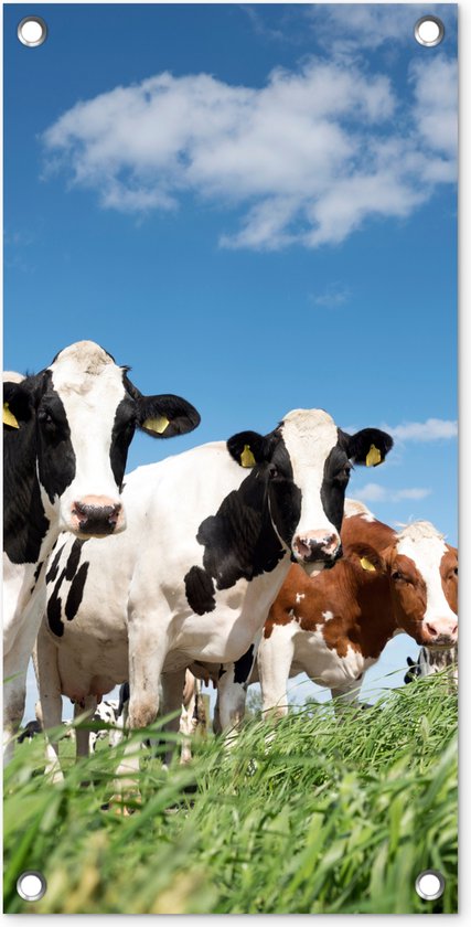 Affiche de jardin Vaches - Campagne - Pâturage - Nature - Animaux - 30x60 cm - Toile jardin - Affiche extérieure