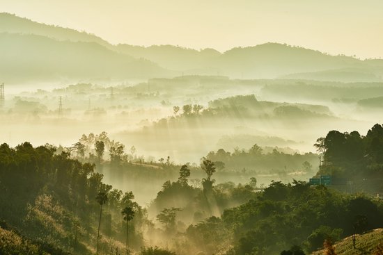 Papier peint photo Forêt dans la brume - Papier peint non tissé - 315 x 210 cm