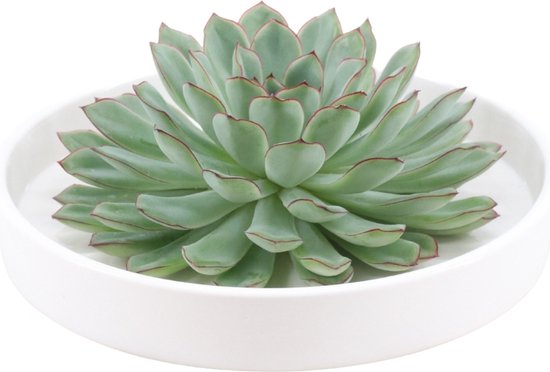 Echte Succulent groen in witte keramiek schaal – Echeveria Pulidonis