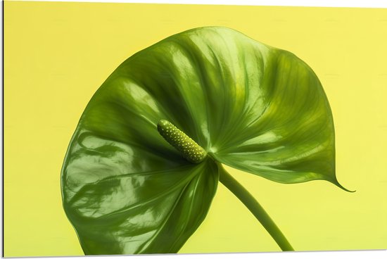 Dibond - Donkergroene Anthurium Plant tegen Lichtgroene Achtergrond - 90x60 cm Foto op Aluminium (Met Ophangsysteem)