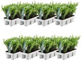 Plants by Frank - 48 hulstplanten winterhard | 48 x Ø7 cm - 15 cm | Ilex crenata Jenny | haagplanten | buxus vervanger | Tuinplanten | Planten