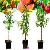 Set van 3 Exotische fruitbomen - 1 Abrikoos, 1 Perzik, 1 Nectarine - Hoogte +90cm - 5 Liter pot - Mix B
