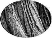 Dibond Ovaal - Boom - Boomstam - Hout - 28x21 cm Foto op Ovaal (Met Ophangsysteem)