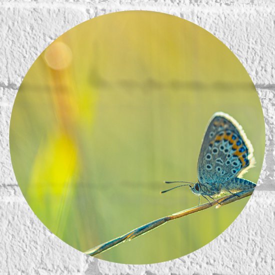 Muursticker Cirkel - Vlinder met Blauwe Vleugels lopend over Tak tussen Planten - 20x20 cm Foto op Muursticker