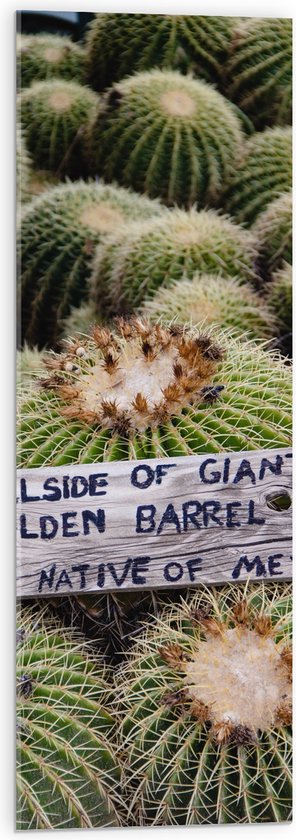 Acrylglas - Cactussen - Planten - Tekst - Bordje - Hout - Kleuren - 30x90 cm Foto op Acrylglas (Met Ophangsysteem)