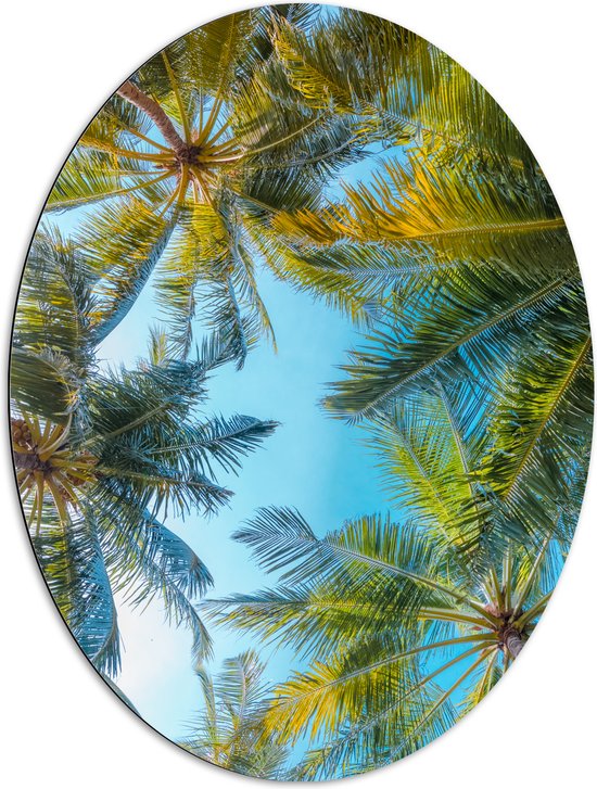 Dibond Ovaal - Onderaanzicht van Tropische Palmbomen onder Stralend Blauwe Lucht - 72x96 cm Foto op Ovaal (Met Ophangsysteem)