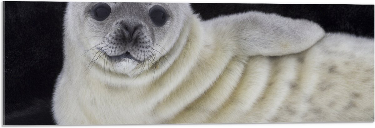 Acrylglas - Liggende Poserende Baby Zeehond - 90x30 cm Foto op Acrylglas (Met Ophangsysteem)