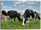 Dibond - Kudde Koeien met Zwarte en Witte Vlekken - 40x30 cm Foto op Aluminium (Met Ophangsysteem)