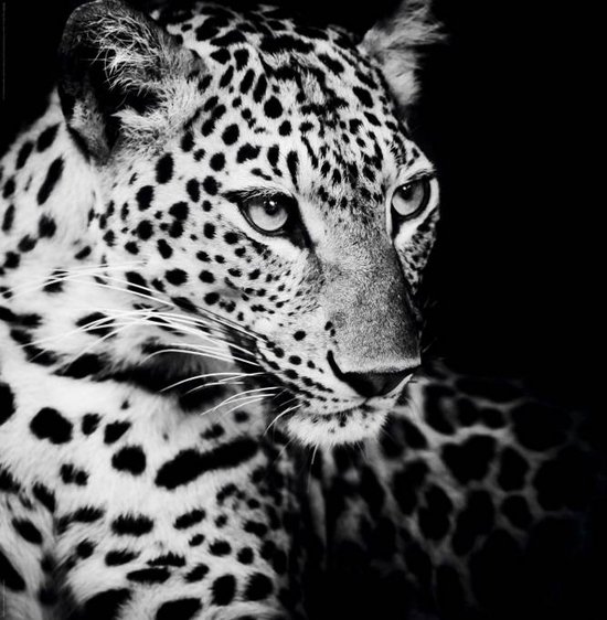 Reinders Poster Kings of Nature - leopard - Poster - 91,5 × 61 cm - no.  24801