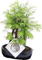Plant in a Box - Plein air Bonsai Metasequoia Forest - Bonsai - Plante de jardin - Pot 15cm - Hauteur 20-30cm
