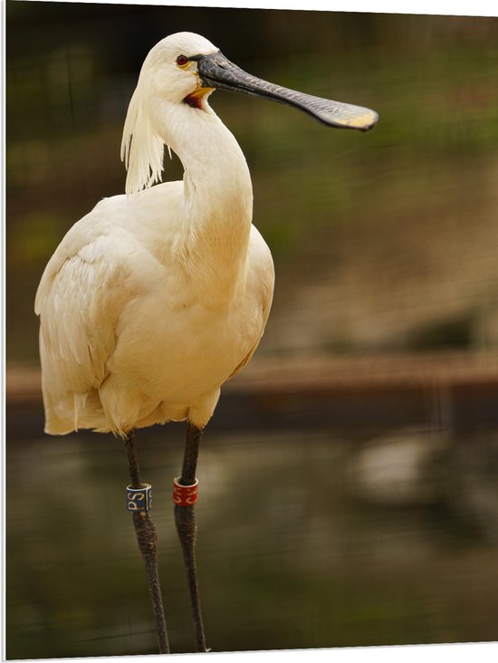 PVC Schuimplaat - Grote Witte Lepelaar Vogel met Lange Zwarte Snavel - 75x100 cm Foto op PVC Schuimplaat (Met Ophangsysteem)