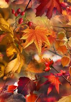 Cadeaupapier inpakpapier Herfstbladeren- Breedte 70 cm - 250m lang