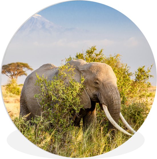 WallCircle - Cercle mural ⌀ 90 - Éléphant - Animaux - Herbe - Vert - Berg - Tableaux ronds salon - Assiette murale ronde - Décoration murale cercle - Décoration chambre intérieur - Décoration murale cercle mural - Accessoires de maison