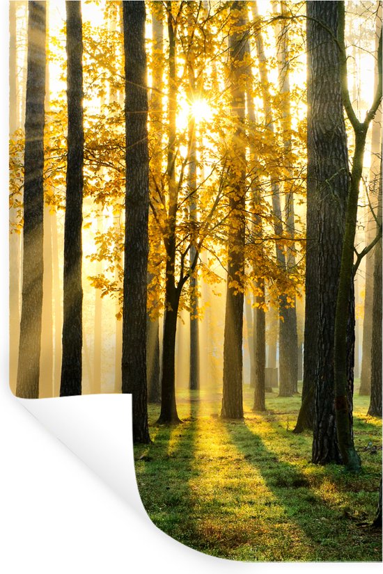 Stickers muraux - Feuille Autocollant - Forêt - Soleil - Arbres - Herbe -  Paysage 