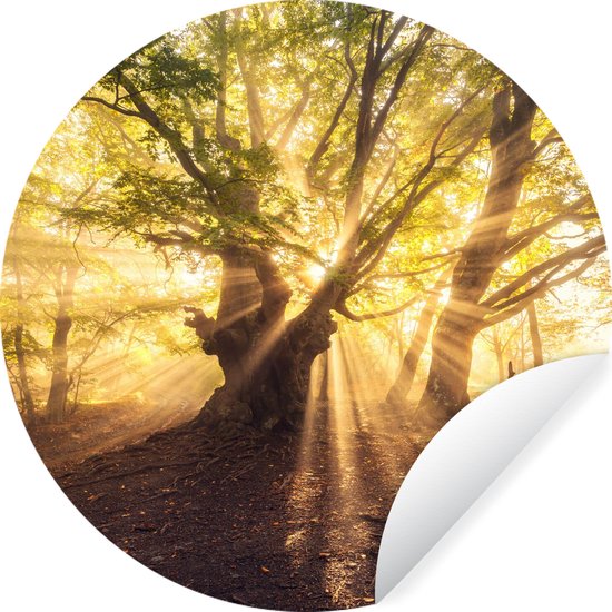 WallCircle - Stickers muraux - Cercle Papier Peint - Arbre - Forêt - Soleil - 50x50 cm - Cercle Mural - Auto Adhésif - Autocollant Rond Papier Peint