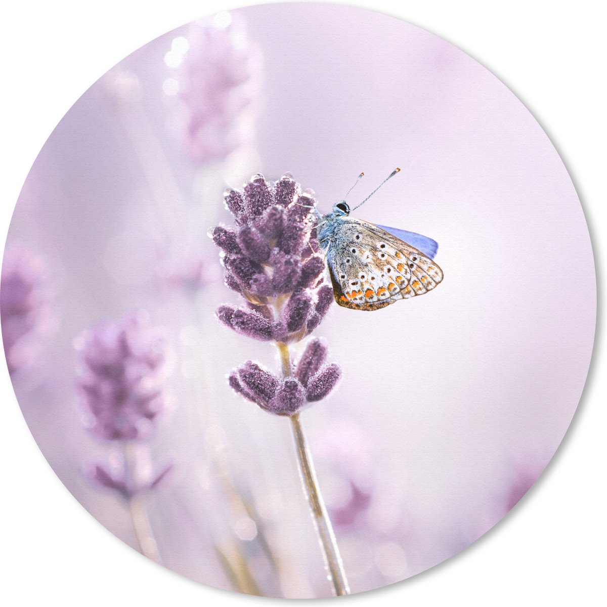 Muismat rond 50x50 cm - Mousepad Lavendel - Vlinder - Close-up - Paars - Ronde muismatten