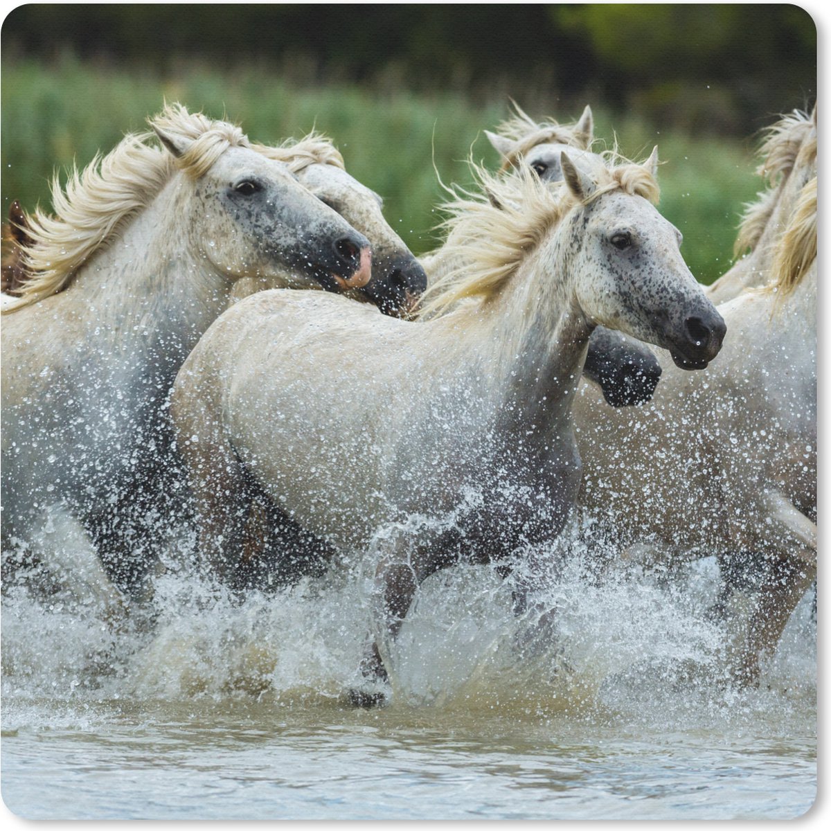 Muismat 30x30 cm - Mousepad Paarden - Water - Natuur - Muismatten