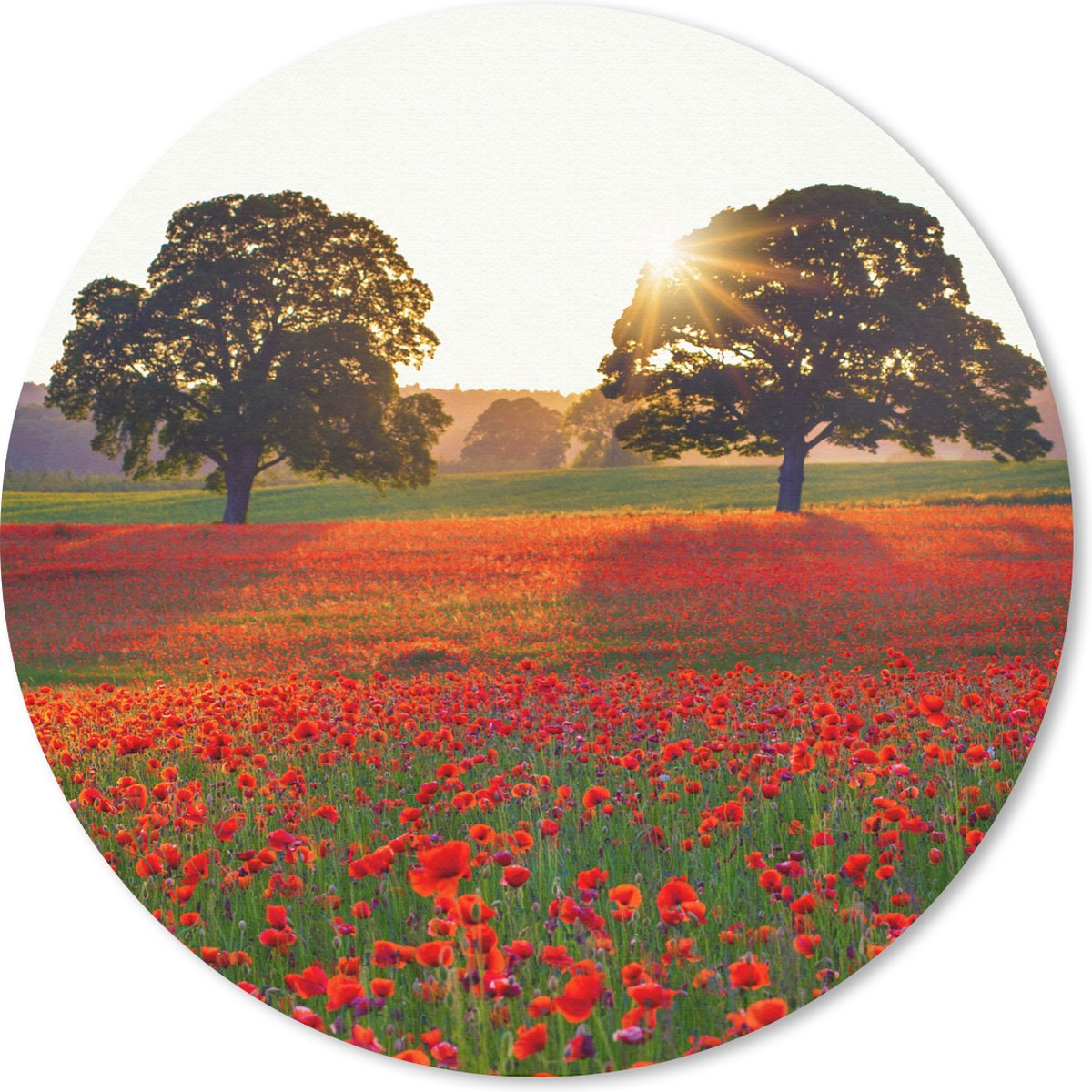 Muismat rond 50x50 cm - Mousepad Een Klaprozen veld met twee grote bomen - Ronde muismatten