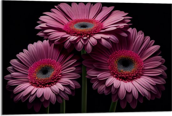 Acrylglas - Drie Roze Gerbera Bloemen op een Rij tegen Zwarte Achtergrond - 90x60 cm Foto op Acrylglas (Met Ophangsysteem)