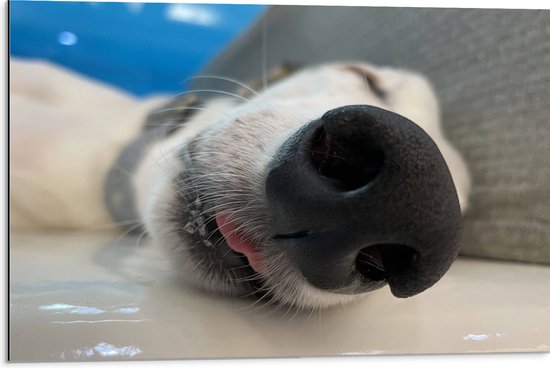 Dibond - Close-up van Zwarte Neus van Lichtbruine Slapende Hond - 75x50 cm Foto op Aluminium (Wanddecoratie van metaal)