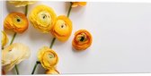 Acrylglas - Gele Bloemen op Witte Achtergrond - 100x50 cm Foto op Acrylglas (Met Ophangsysteem)