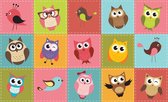 Owls  Photo Wallcovering