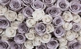 Roses Flowers Purple White Photo Wallcovering