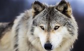Wolf Animal Photo Wallcovering
