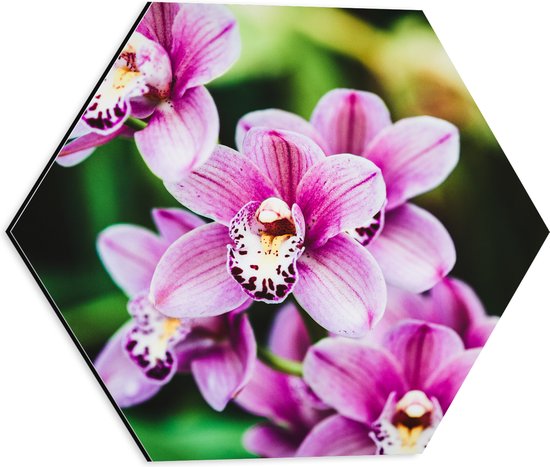 Dibond Hexagon - Close-up van Roze Orchideeën aan Plant - 40x34.8 cm Foto op Hexagon (Met Ophangsysteem)
