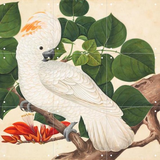 IXXI Cockatoo - Wanddecoratie - Dieren en insecten - 60 x 60 cm
