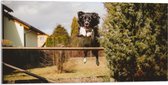 Acrylglas - Dieren - Hond - Tuin - Planten - Springen - 100x50 cm Foto op Acrylglas (Met Ophangsysteem)