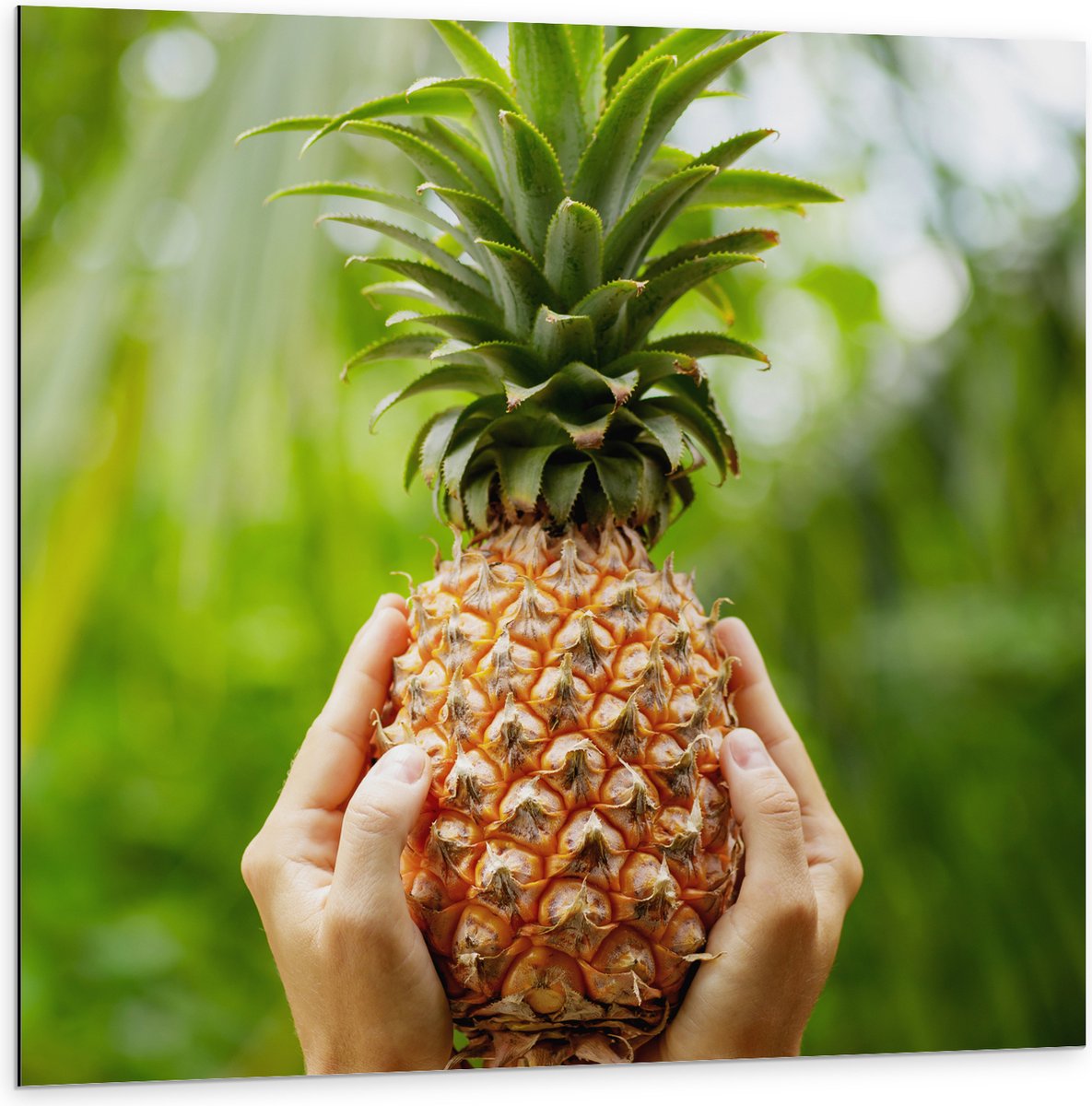 Dibond - Verse tropische Ananas in Mensenhanden - 100x100 cm Foto op Aluminium (Met Ophangsysteem)