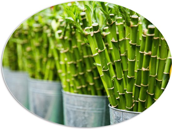 PVC Schuimplaat Ovaal - Planten - Bamboe - Groen - Emmers - 108x81 cm Foto op Ovaal (Met Ophangsysteem)