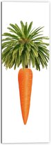 Dibond - Wortel aan Palmboom Bladeren tegen Witte Achtergrond - 50x150 cm Foto op Aluminium (Met Ophangsysteem)