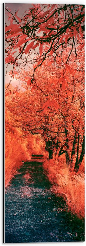 Dibond - Pad - Bomen - Bossen - Planten - Kleuren - Roze - Oranje - 20x60 cm Foto op Aluminium (Met Ophangsysteem)