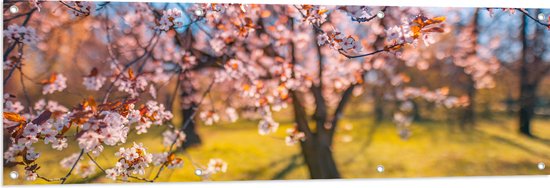 Tuinposter – Bloeiende Bloesem aan Boom in het Park - 150x50 cm Foto op Tuinposter (wanddecoratie voor buiten en binnen)