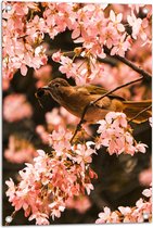 Tuinposter – Bloemen - Planten - Dieren - Vogel - Roze - 50x75 cm Foto op Tuinposter (wanddecoratie voor buiten en binnen)