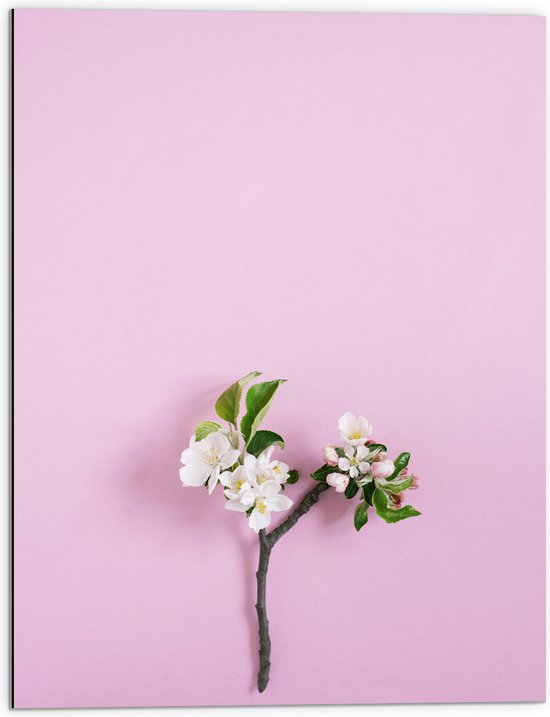 Dibond - Tak met Witte Bloemen en Groene Bladeren tegen Roze Achtergrond - 60x80 cm Foto op Aluminium (Met Ophangsysteem)